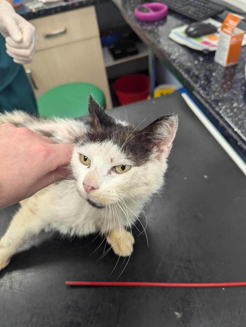 Other image for Suspended sentences and pet ban for family